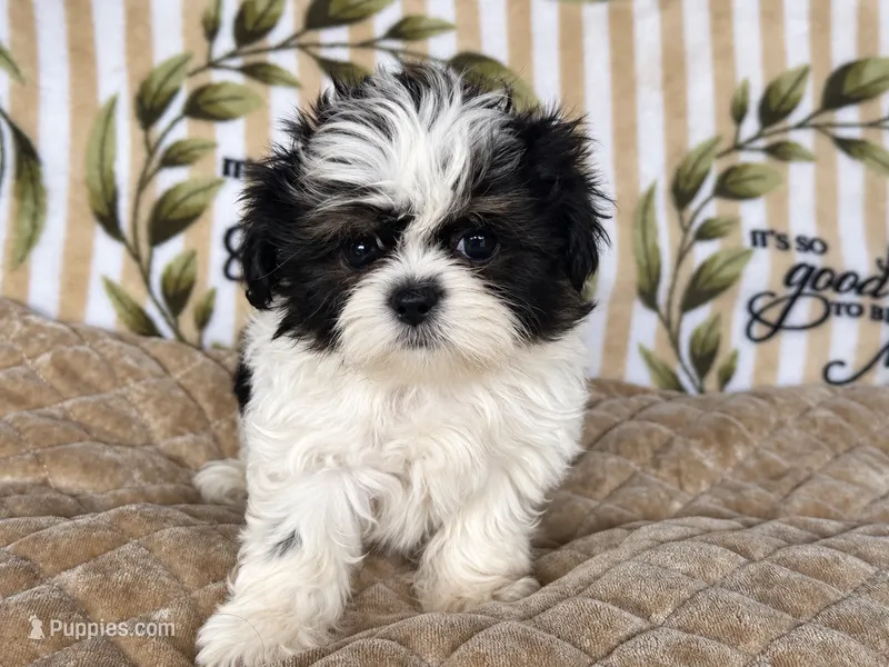 Daphne – Shih Tzu puppy for sale in Burnsville, NC