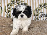Daphne, a female Shih Tzu for sale in Burnsville, NC – 1 of 6