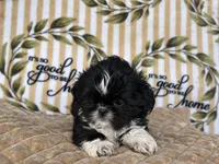 Fred, a male Shih Tzu for sale in Burnsville, NC – 5 of 8