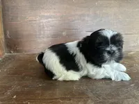 Cindy , a female Bichon Frise and Shih Tzu for sale in Burnsville, NC – 7 of 9