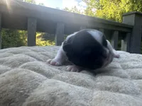 Cindy , a female Bichon Frise and Shih Tzu for sale in Burnsville, NC – 3 of 3