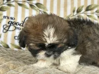 Scooby, a male Shih Tzu for sale in Burnsville, NC – 7 of 8