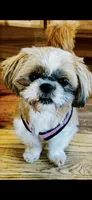 Fred, a male Shih Tzu for sale in Burnsville, NC – 3 of 3
