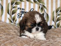 Scooby, a male Shih Tzu for sale in Burnsville, NC – 4 of 8