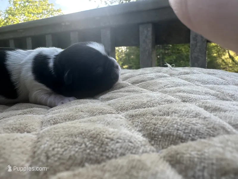 Cindy  – Bichon Frise, Shih Tzu puppy for sale in Burnsville, NC
