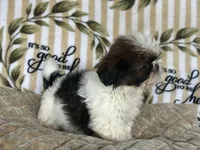 Daphne, a female Shih Tzu for sale in Burnsville, NC – 2 of 6