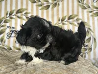 Fred, a male Shih Tzu for sale in Burnsville, NC – 6 of 8