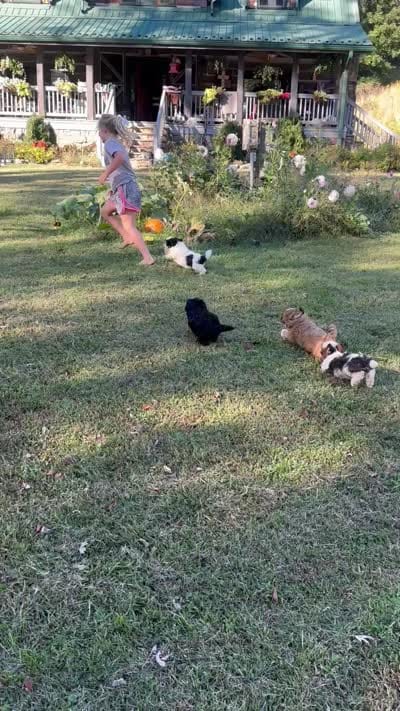 Fred, a male Shih Tzu for sale in Burnsville, NC – 8 of 8