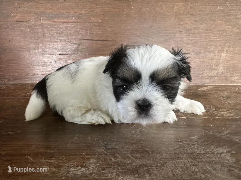 Marsha – Bichon Frise, Shih Tzu puppy for sale in Burnsville, NC