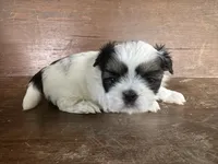 Marsha, a female Bichon Frise and Shih Tzu for sale in Burnsville, NC – 1 of 7