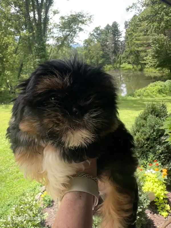 Blaze – Bichon Frise, Shih Tzu puppy for sale in Burnsville, NC
