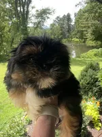 Blaze, a male Bichon Frise and Shih Tzu for sale in Burnsville, NC – 1 of 4