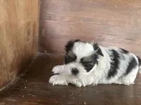Marsha, a female Bichon Frise and Shih Tzu for sale in Burnsville, NC – 2 of 7