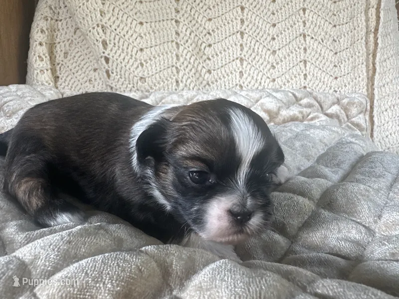 Scooby – Shih Tzu puppy for sale in Burnsville, NC