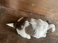 Jan , a female Bichon Frise and Shih Tzu for sale in Burnsville, NC – 6 of 10