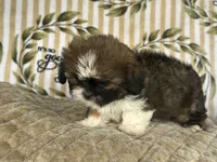 Scooby, a male Shih Tzu for sale in Burnsville, NC – 6 of 8