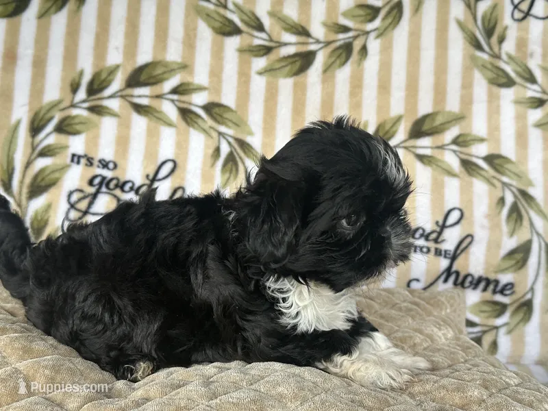 Fred – Shih Tzu puppy for sale in Burnsville, NC