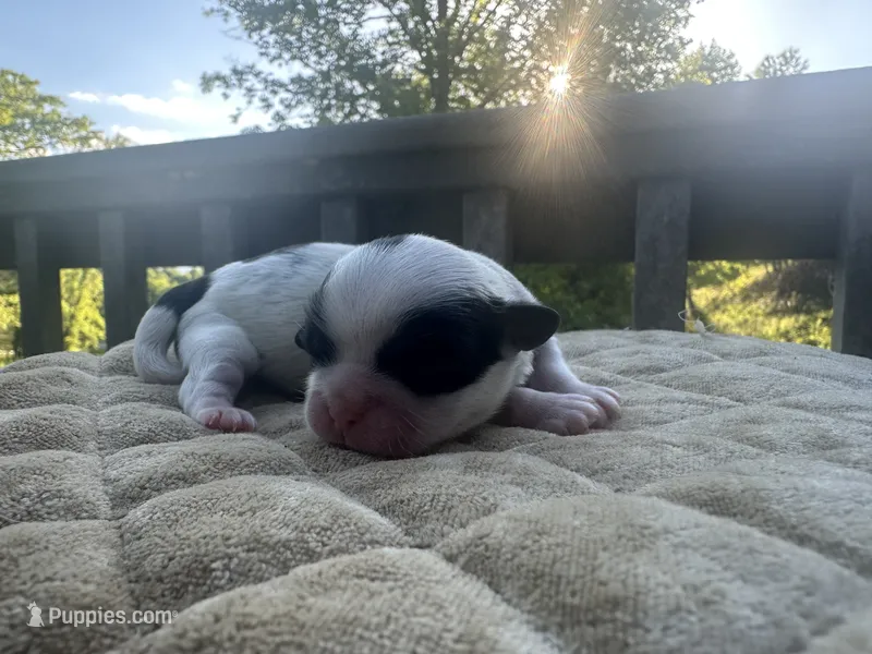 Marsha – Bichon Frise, Shih Tzu puppy for sale in Burnsville, NC