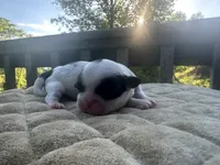 Marsha, a female Bichon Frise and Shih Tzu for sale in Burnsville, NC – 1 of 2