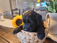 Midnight, goldendoodle, a female Goldendoodle for sale in Louisa, VA – 2 of 10