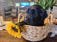 Onyx, goldendoodle , a female Goldendoodle for sale in Louisa, VA – 3 of 10