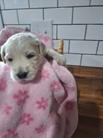 Girl goldendoodle, a female Goldendoodle for sale in Louisa, VA – 4 of 4