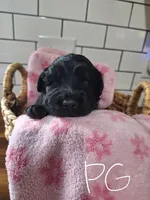 Girl goldendoodle, a female Goldendoodle for sale in Louisa, VA – 4 of 4