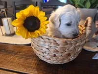 Sunshine, goldendoodle , a female Goldendoodle for sale in Louisa, VA – 3 of 10