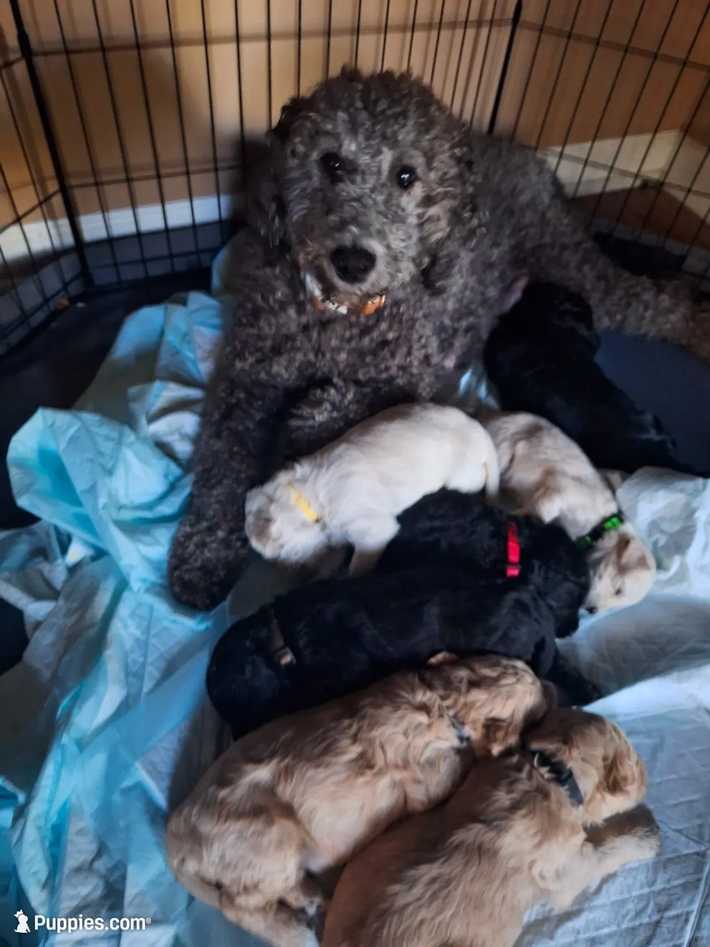 Midnight, goldendoodle, a female Goldendoodle for sale in Louisa, VA – 9 of 10