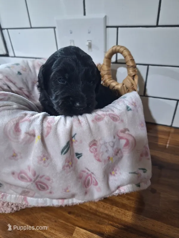 Girl goldendoodle – Goldendoodle puppy for sale in Louisa, VA