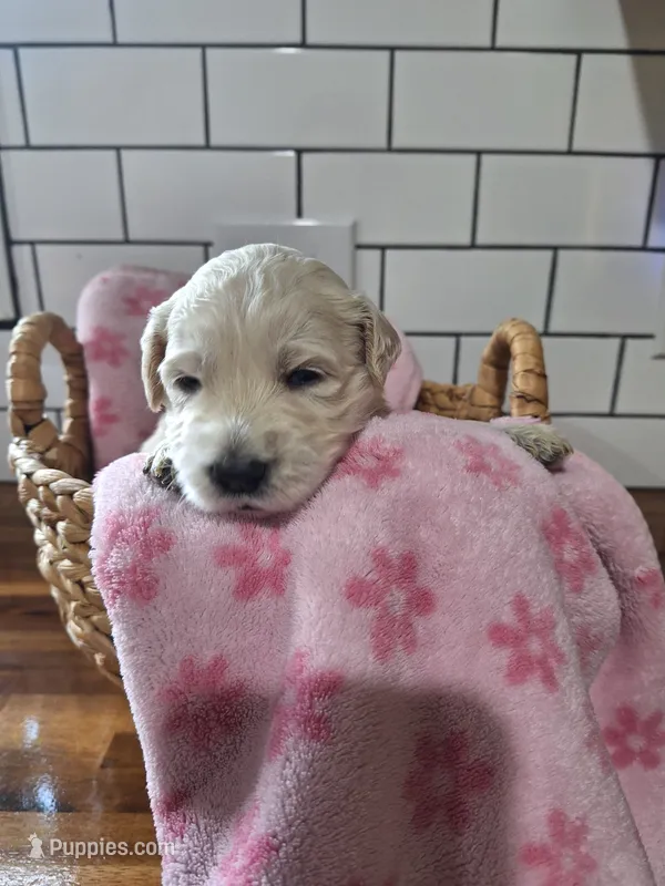 Girl goldendoodle – Goldendoodle puppy for sale in Louisa, VA