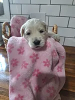 Girl goldendoodle, a female Goldendoodle for sale in Louisa, VA – 3 of 4