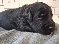 Boy goldendoodle , a female Goldendoodle for sale in Louisa, VA – 4 of 6