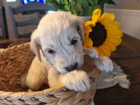 Daisy, goldendoodle , a female Goldendoodle for sale in Louisa, VA – 3 of 8