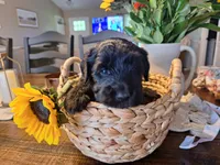 Midnight, goldendoodle, a female Goldendoodle for sale in Louisa, VA – 4 of 10