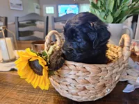 Midnight, goldendoodle, a female Goldendoodle for sale in Louisa, VA – 3 of 10