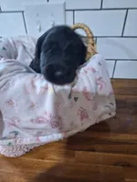 Girl goldendoodle, a female Goldendoodle for sale in Louisa, VA – 4 of 4