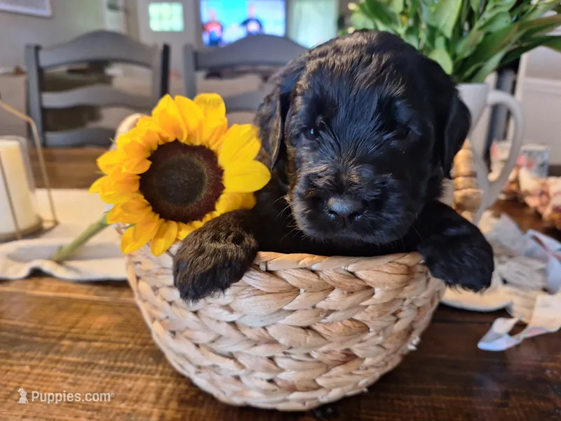 Midnight, goldendoodle – Goldendoodle puppy for sale in Louisa, VA