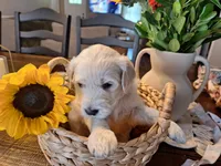 Sunshine, goldendoodle , a female Goldendoodle for sale in Louisa, VA – 4 of 10