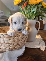 Daisy, goldendoodle , a female Goldendoodle for sale in Louisa, VA – 1 of 8