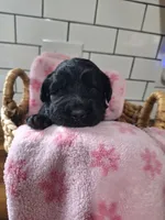 Girl goldendoodle, a female Goldendoodle for sale in Louisa, VA – 2 of 4