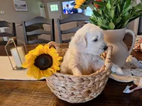 Sunshine, goldendoodle , a female Goldendoodle for sale in Louisa, VA – 2 of 10