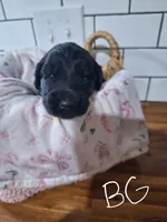 Girl goldendoodle, a female Goldendoodle for sale in Louisa, VA – 2 of 4