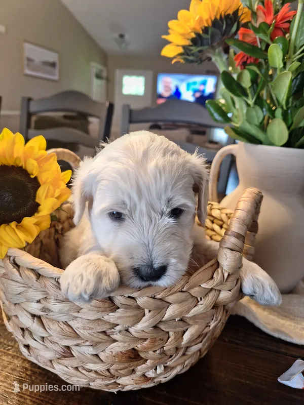 Sunshine, goldendoodle  – Goldendoodle puppy for sale in Louisa, VA