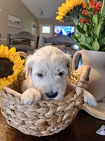 Sunshine, goldendoodle , a female Goldendoodle for sale in Louisa, VA – 1 of 10