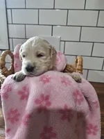 Girl goldendoodle, a female Goldendoodle for sale in Louisa, VA – 2 of 4