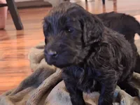 Pink Girl, a female Goldendoodle for sale in Louisa, VA – Photo 9 of 10