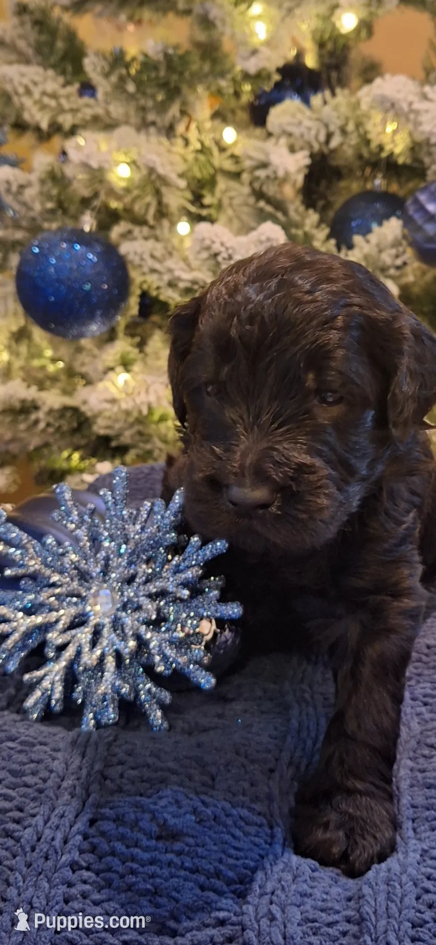 Pink Girl, a female Goldendoodle for sale in Louisa, VA – Photo 2 of 10