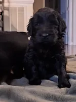 Pink Girl, a female Goldendoodle for sale in Louisa, VA – Photo 8 of 10