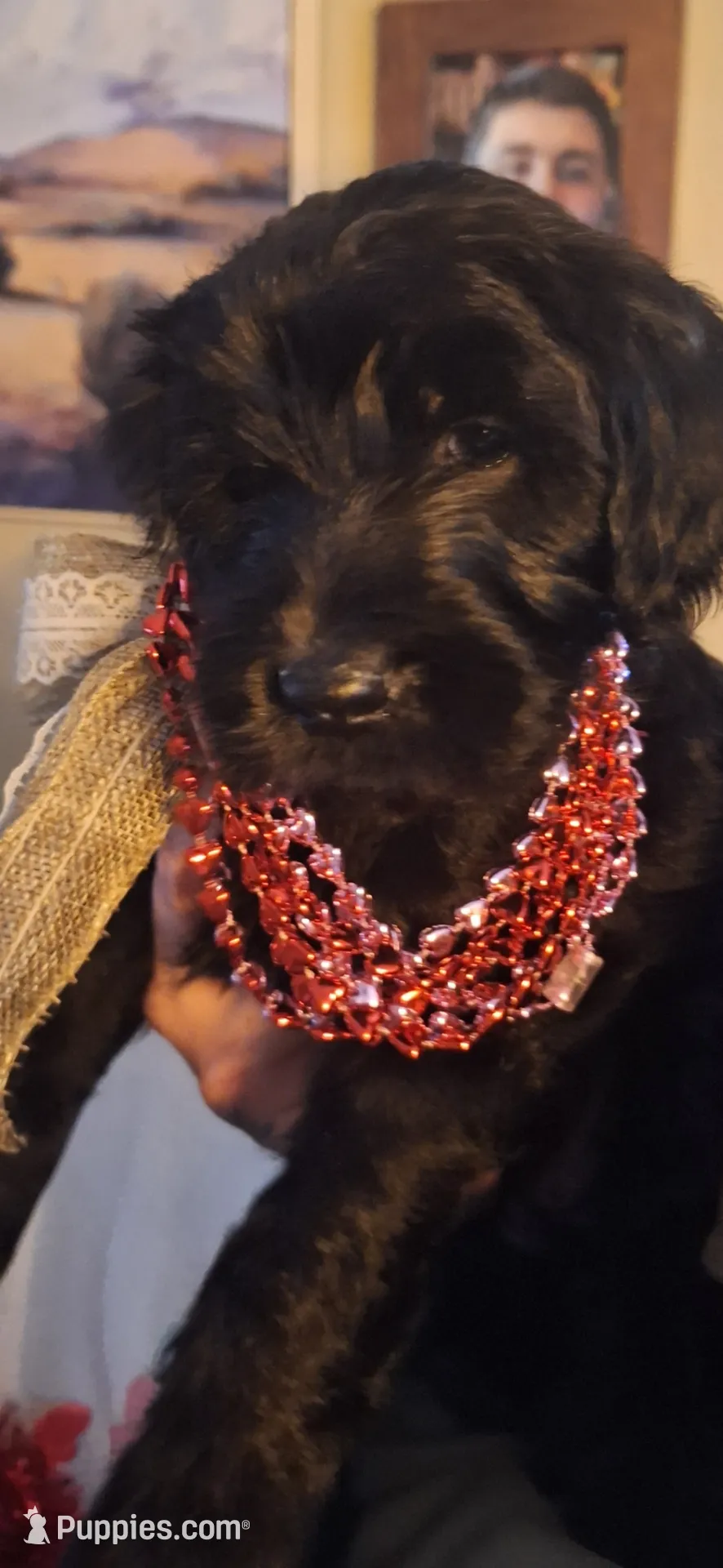 Pink Girl, a female Goldendoodle for sale in Louisa, VA – Photo 3 of 10